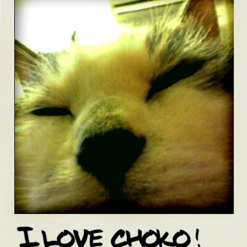 I love Choko!