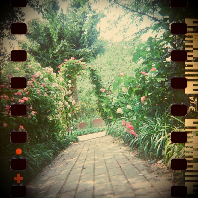 rose garden *** 