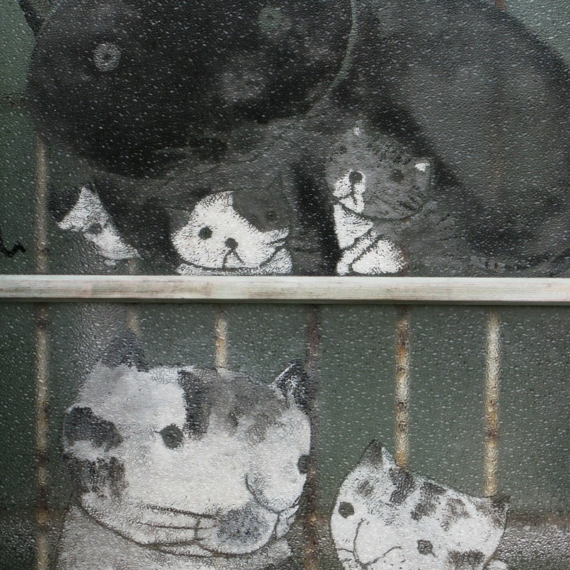 ガラス窓のネコ達