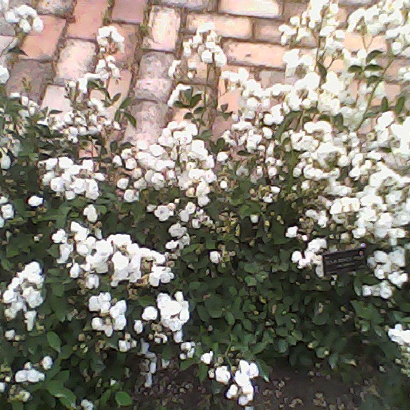 小さな白い薔薇