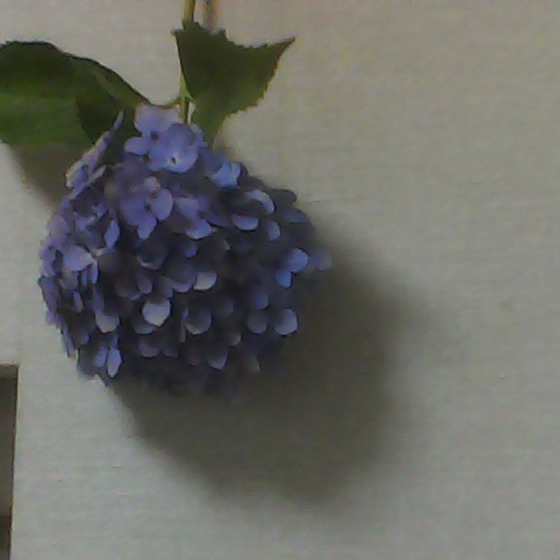 壁の花