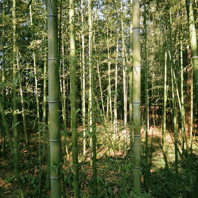 竹藪の中