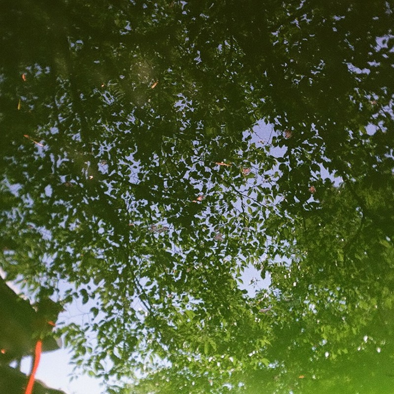夏空と樹を映す池