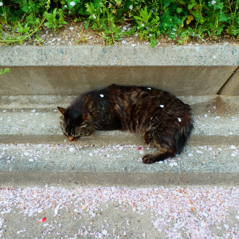 櫻花舞い散る頃に