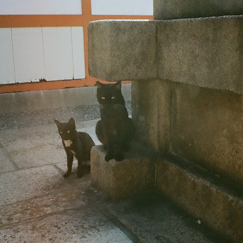 観る黒猫 覗く黒猫