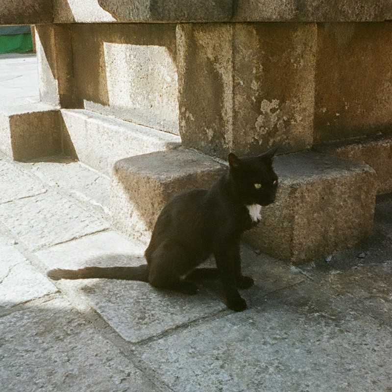 石畳の黒猫