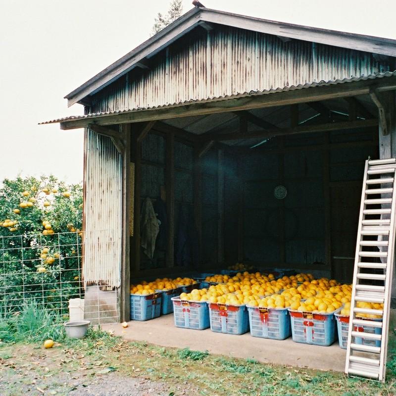 夏みかんいっぱい@能古島
