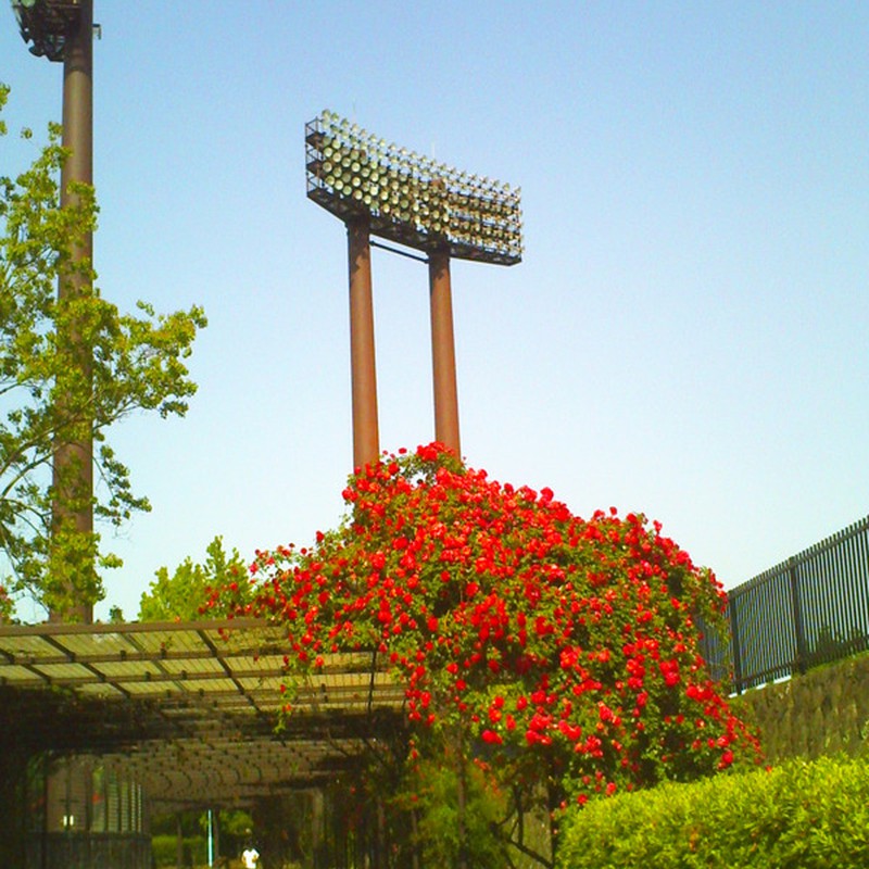 バラ @春日公園