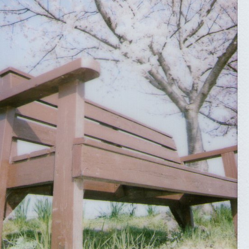 桜×ベンチ