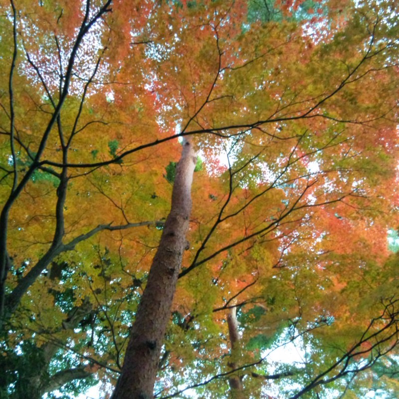秋染めの木