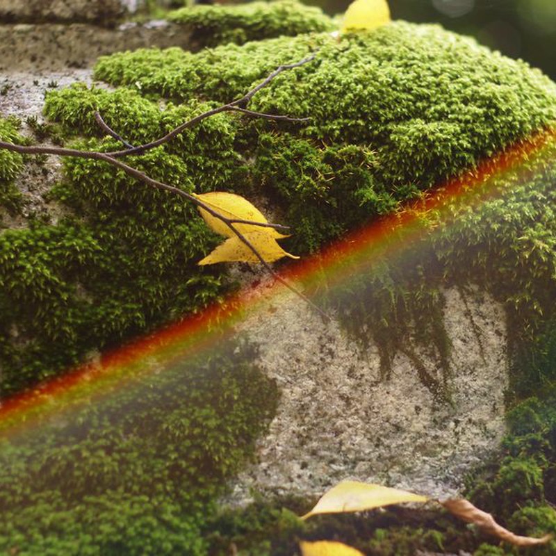 虹と苔のバラード