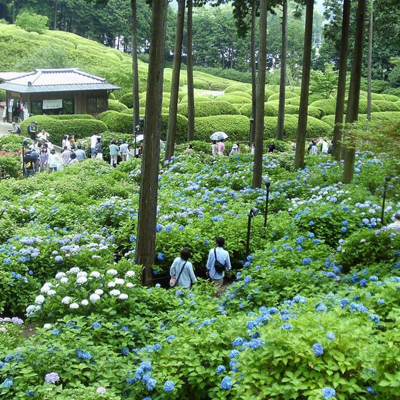 三室戸寺の庭園
