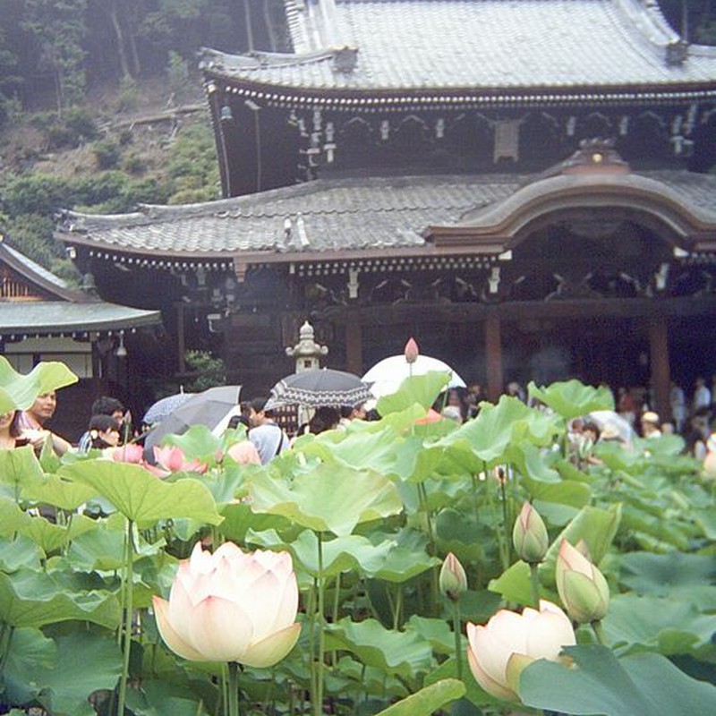 三室戸寺、傘と蓮の花が咲く