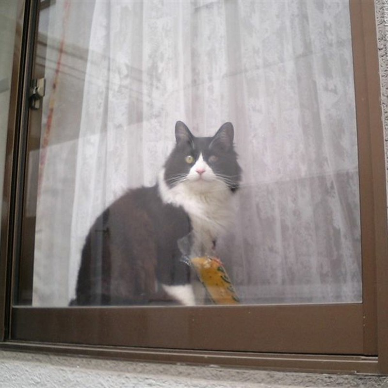 窓猫