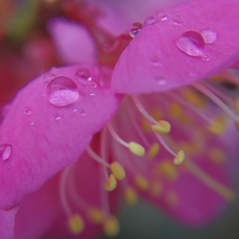 雨の日にはお花を撮る