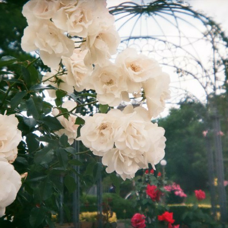 白いバラが好き