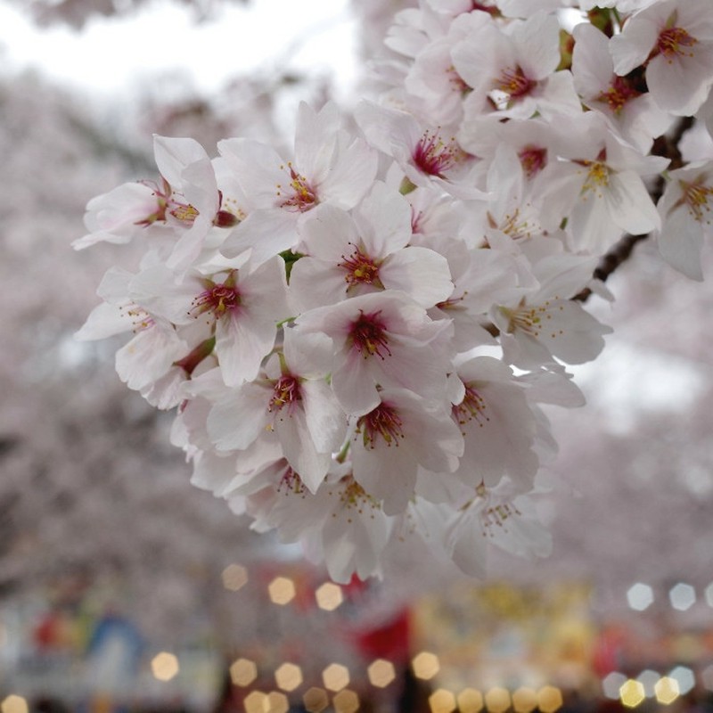 CT民の桜祭り