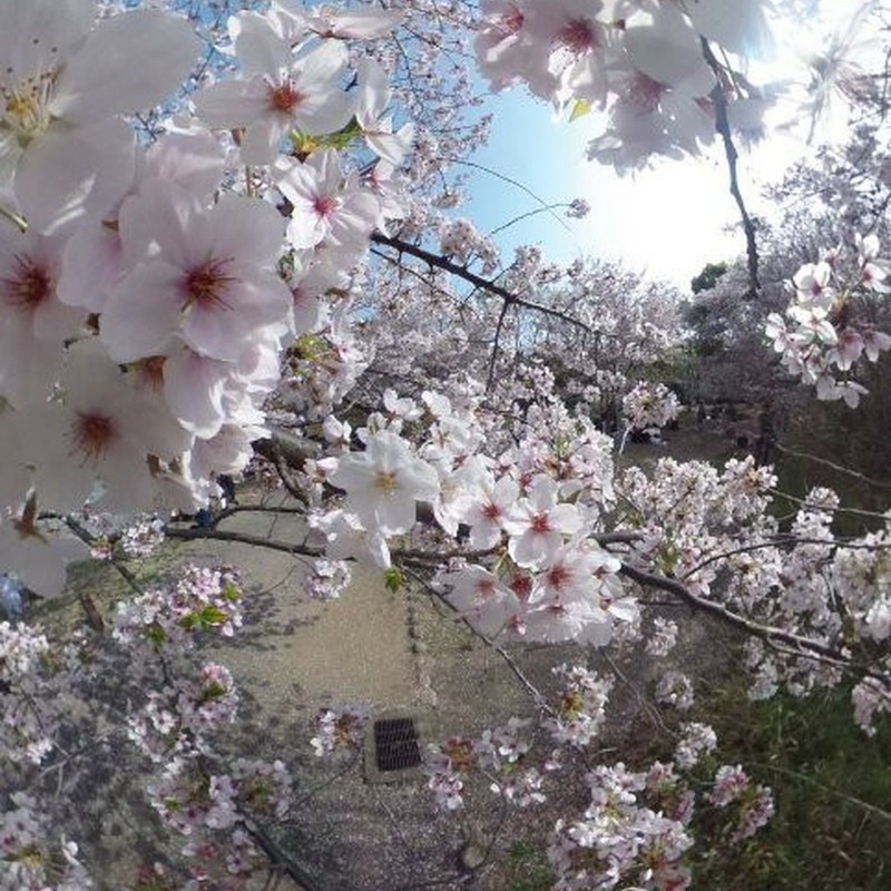 うちの庭の桜が満開になりました