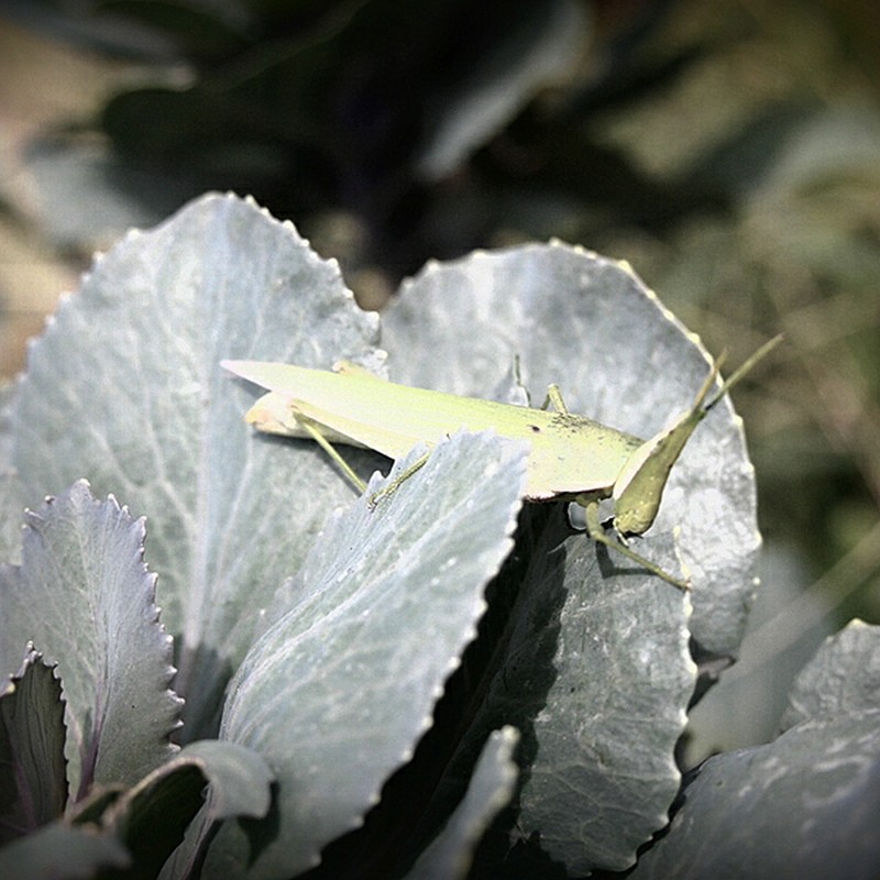 ムシャ♪ムシャ♪