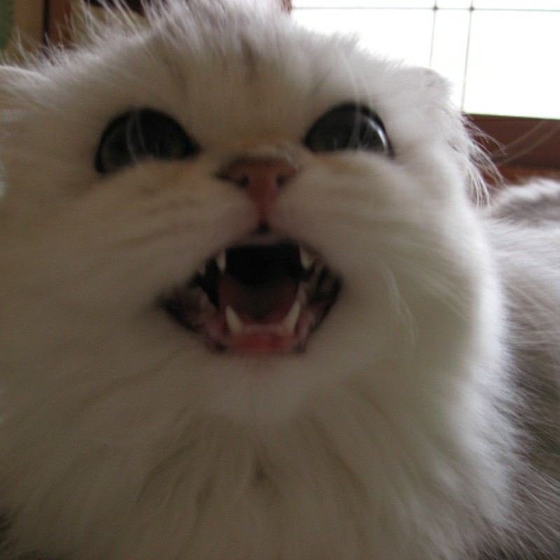 ニャハハハハ・・・(笑)