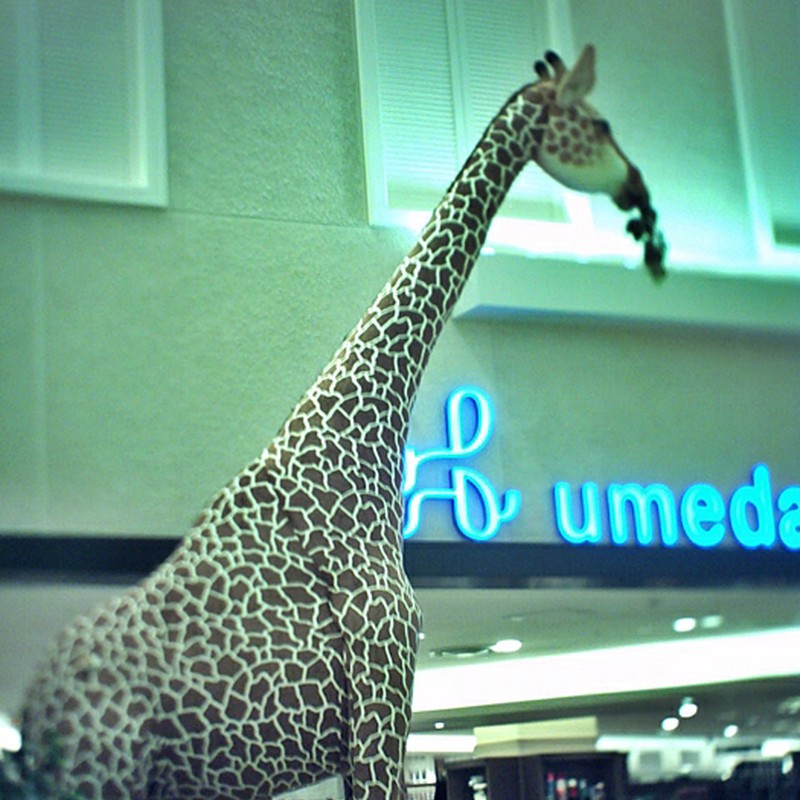 ビルの中のキリン