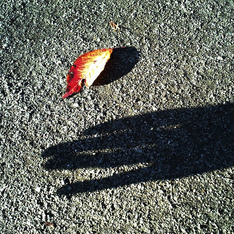 落葉と影