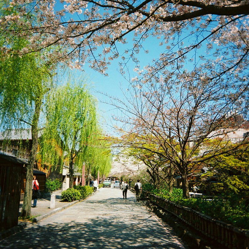 京都の春。。。