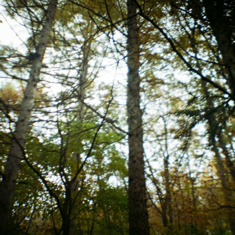 深秋の森。