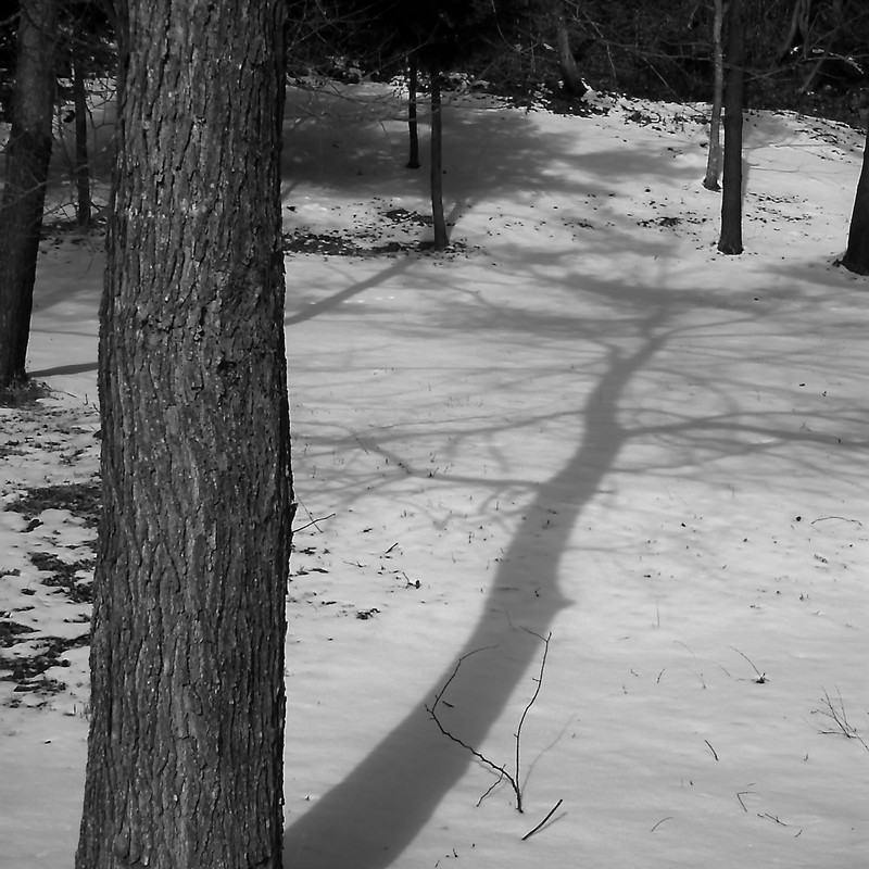 木の影。