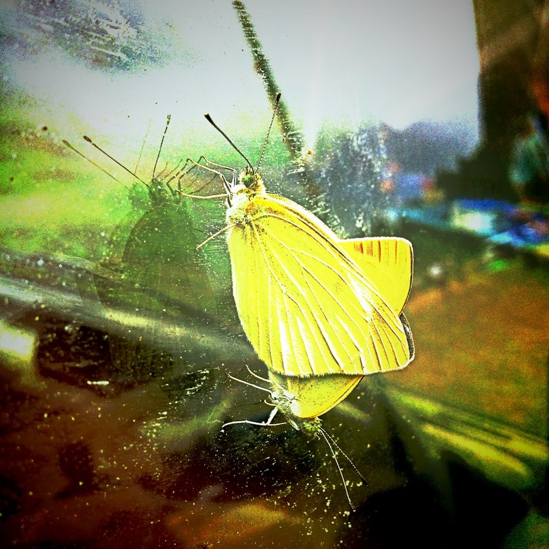 蝶と蝶。