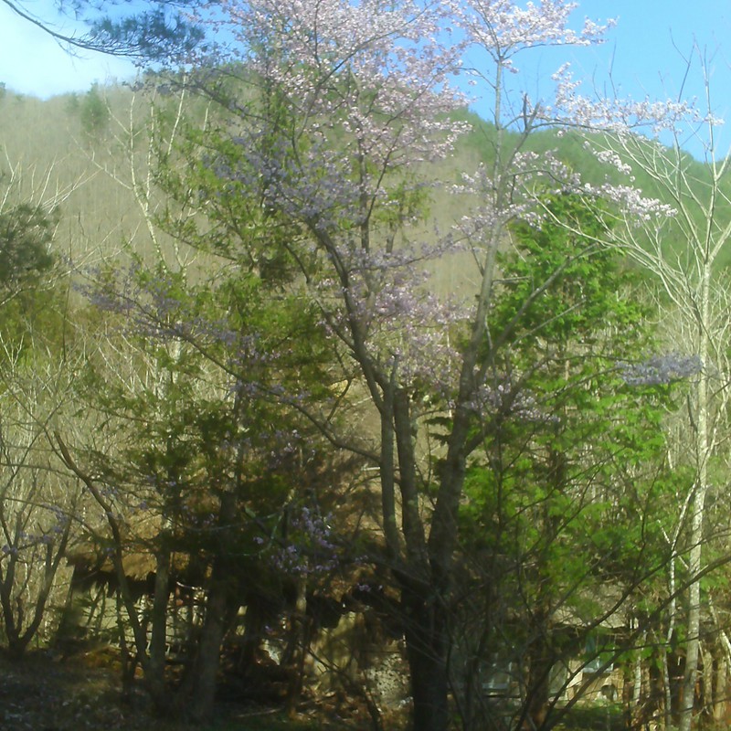 山桜と屑屋。