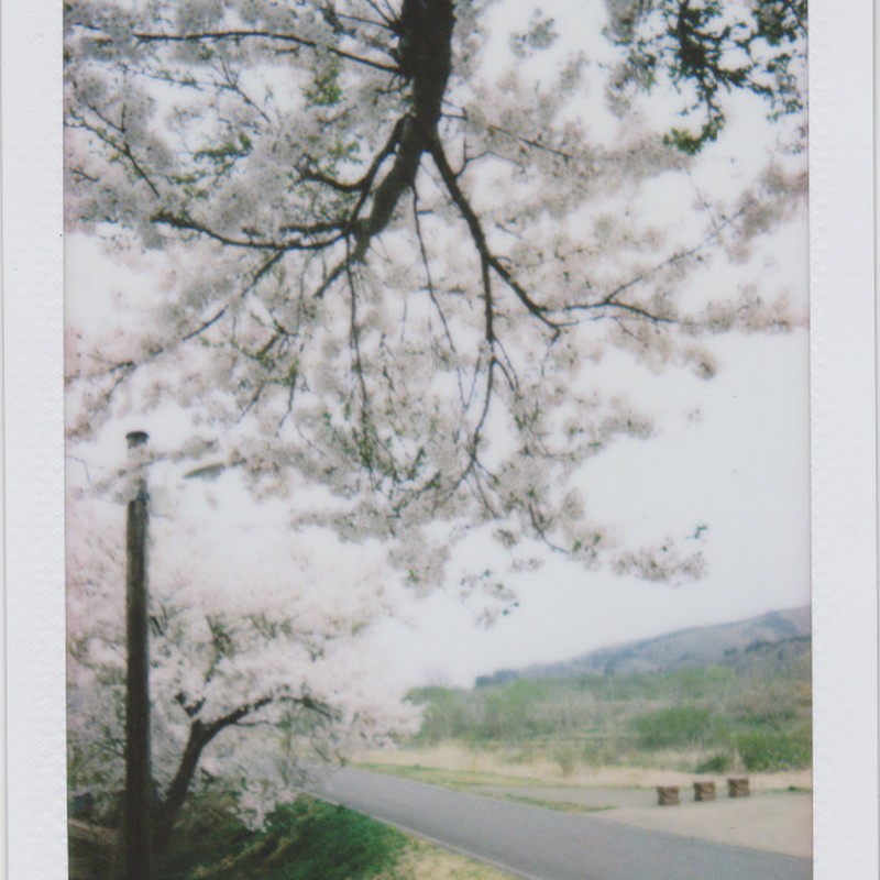 チェキ桜。