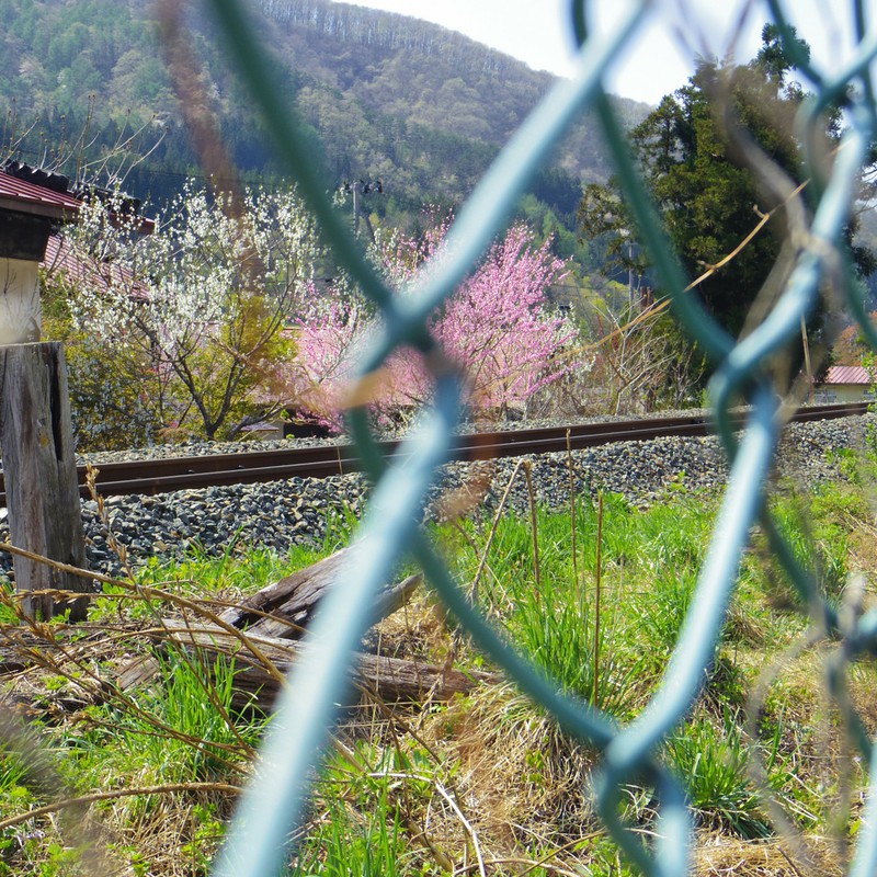 フェンスから桜。