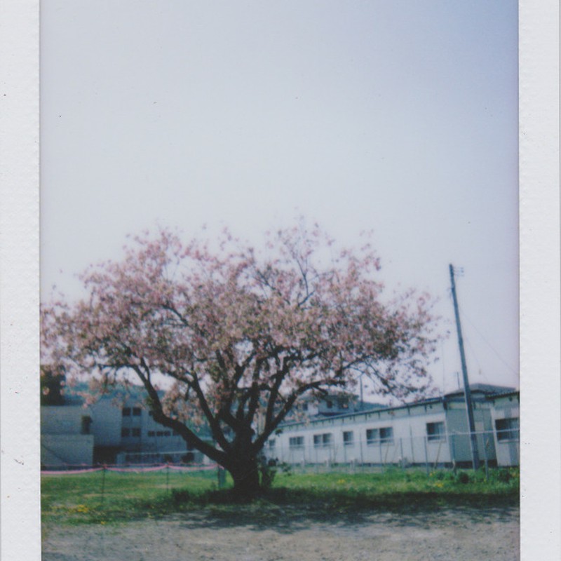 八重の桜。