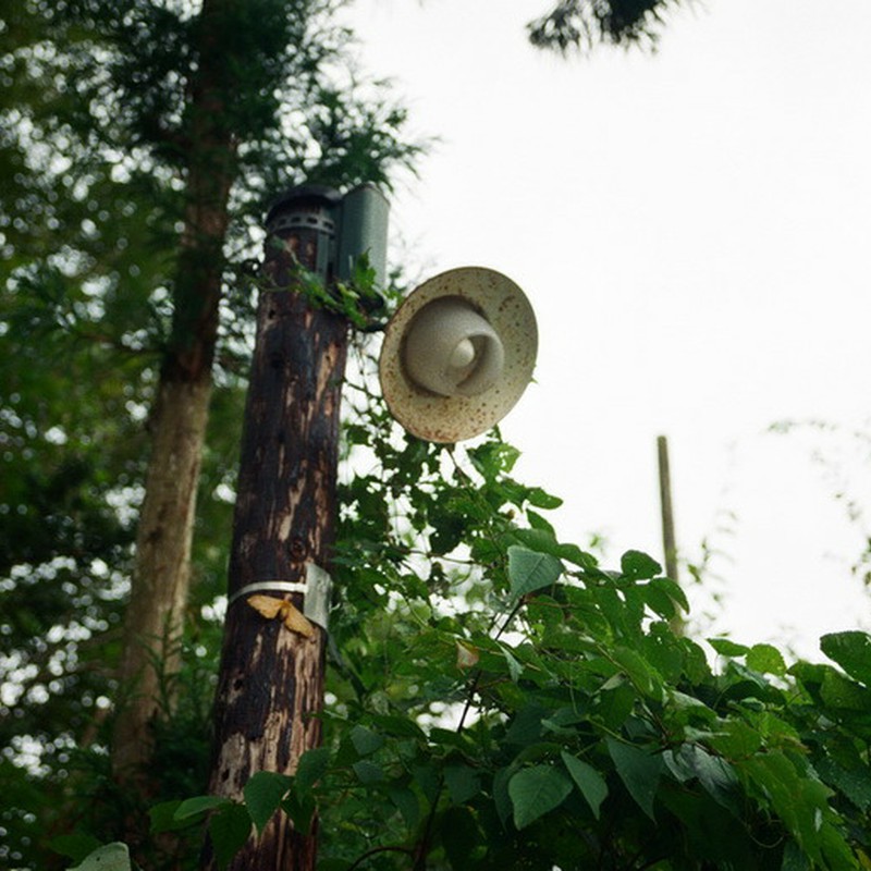 木の電柱。