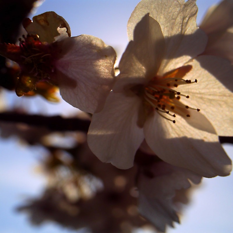 朝陽桜。