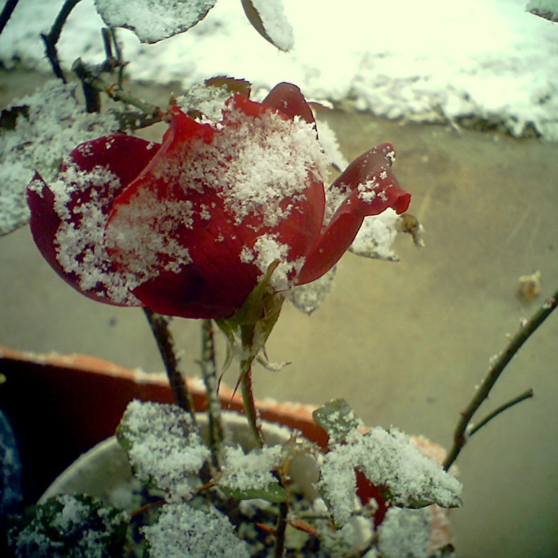 雪と薔薇