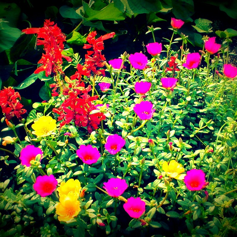 夏の花