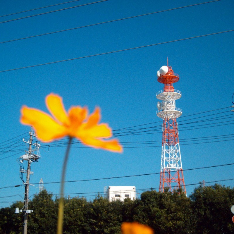 キバナコスモス