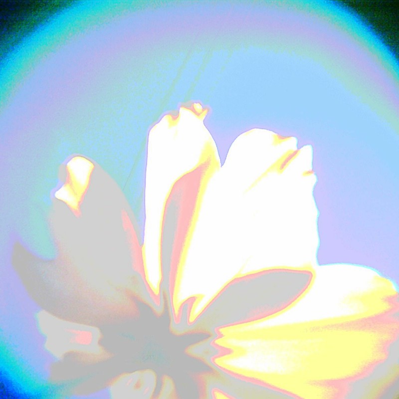 キバナコスモス