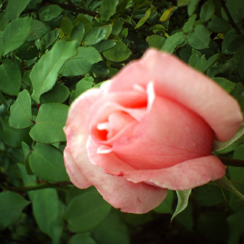 ピンボケ薔薇