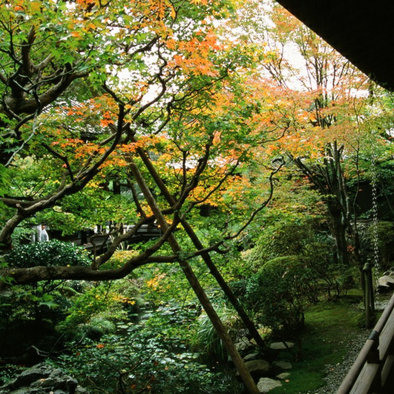 京都の秋は。