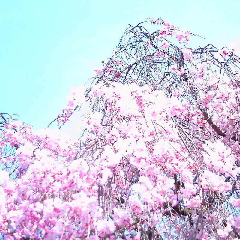 淡桜。