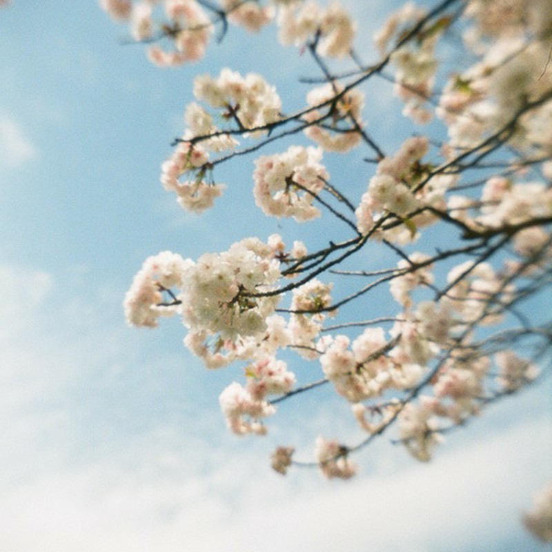 青空桜。