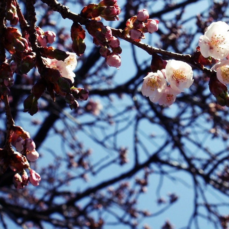 寒桜。