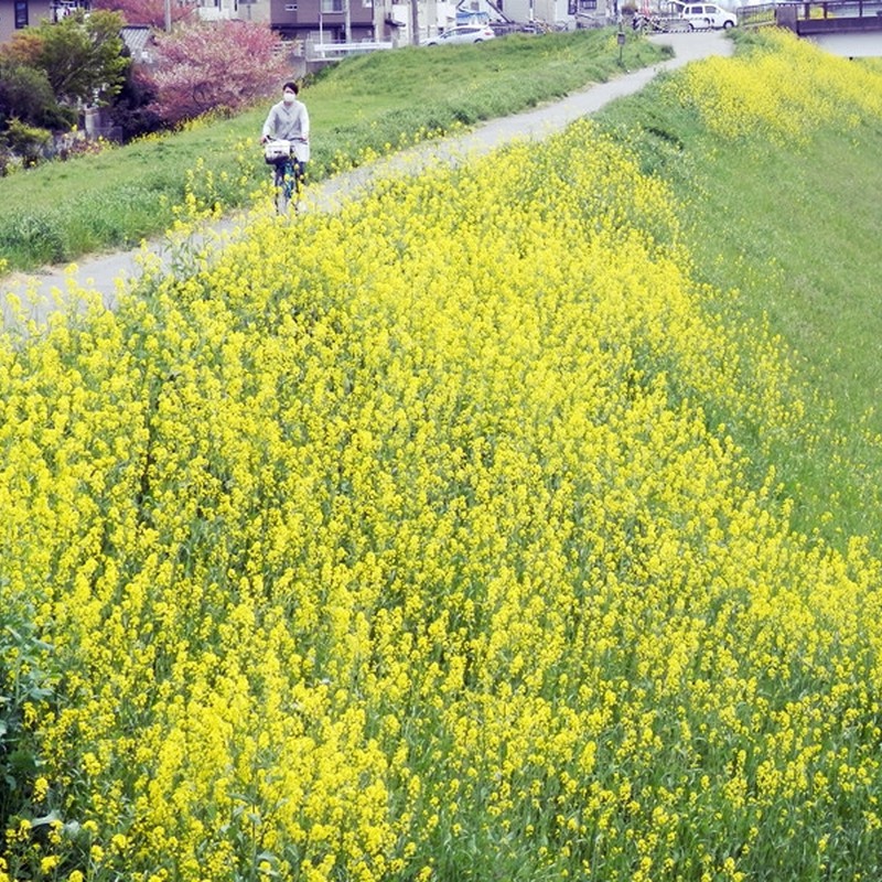 黄色い路。