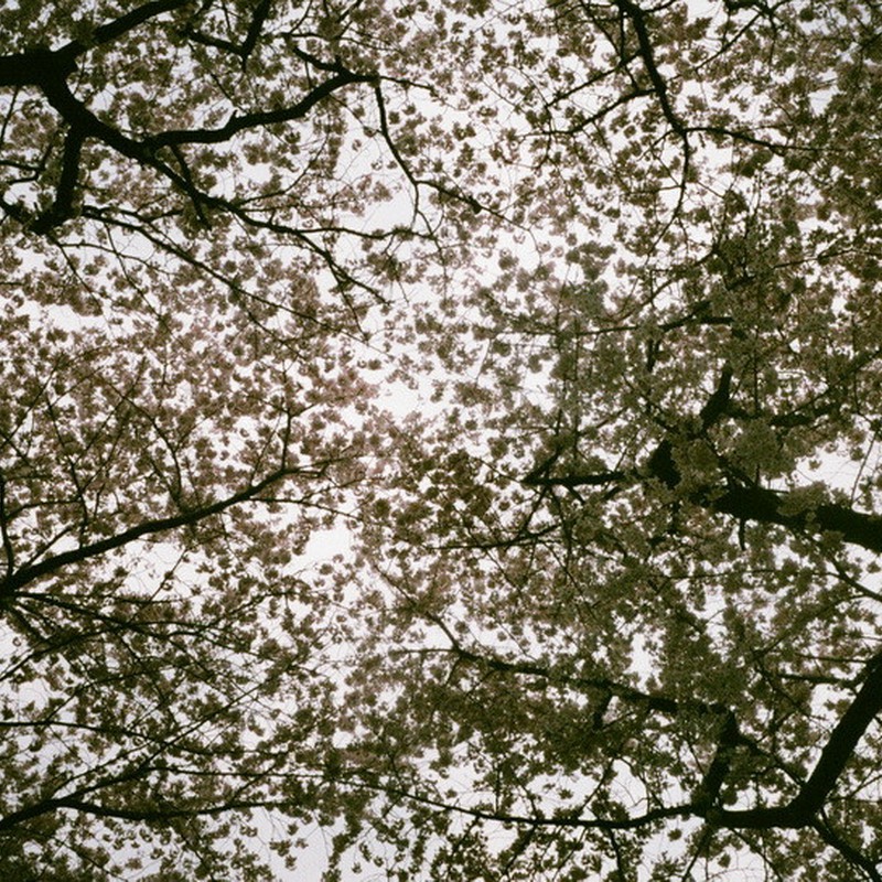 桜空。