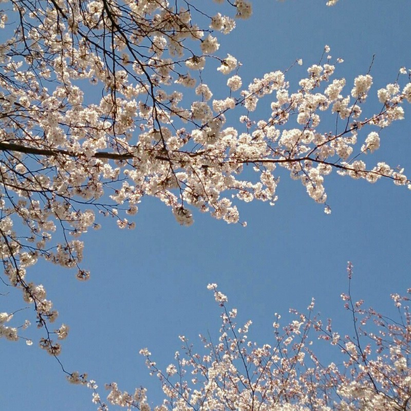 見上げれば、桜