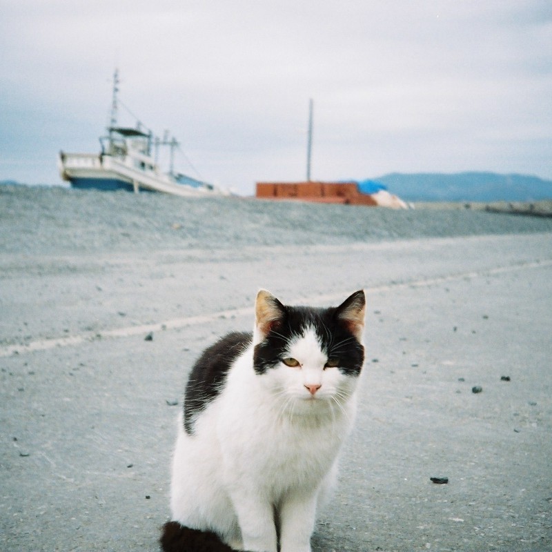 ようこそ猫の島へ