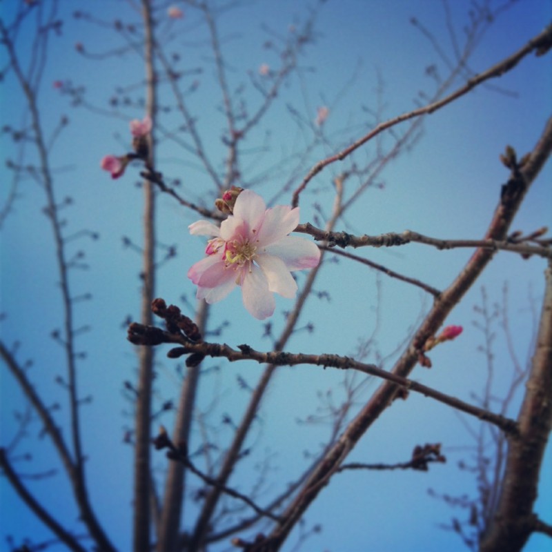 東北にも春がきました。